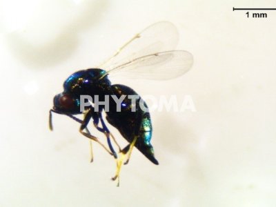 Ormyrus pomaceus